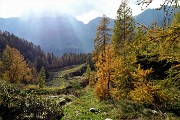 89 Scendo tra larici  dai caldi colori autunnali